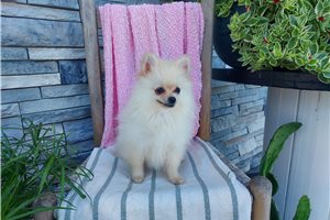 Pippy - Pomeranian for sale