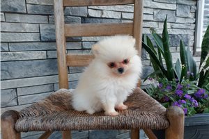 Porter - Pomeranian for sale