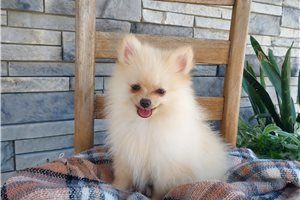 Pippy - Pomeranian for sale