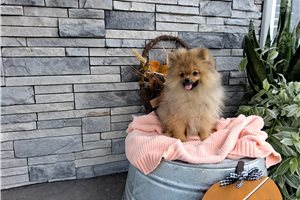 Kaseandra - Pomeranian for sale