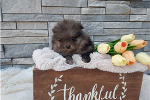 Leonard - Pomeranian for sale