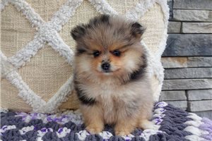 Naomi - Pomeranian for sale