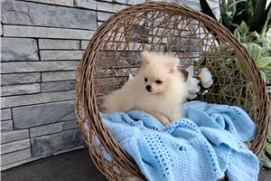 Porter - Pomeranian for sale