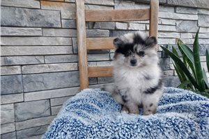Nate - Pomeranian for sale