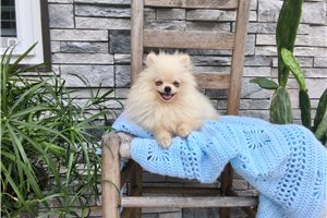 Porter - Pomeranian for sale