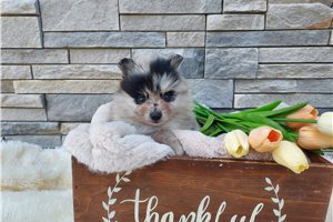 Nate - Pomeranian for sale