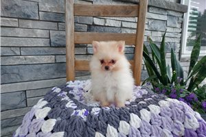 Pippy - Pomeranian for sale