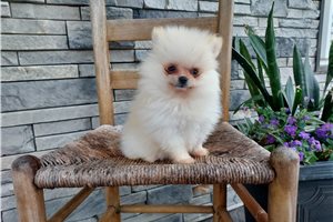 Porter - Pomeranian for sale