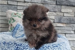 Leonard - Pomeranian for sale