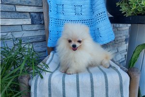 Porter - Pomeranian for sale