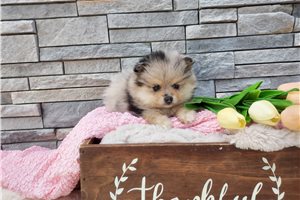 Naomi - puppy for sale