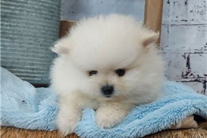 Lucky - puppy for sale