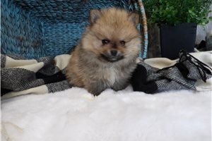 Gerald - Pomeranian for sale