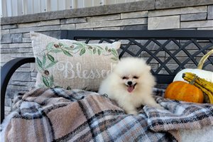 Nico - Pomeranian for sale