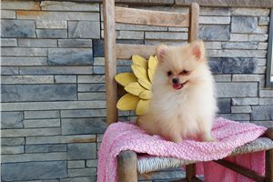 Pippy - Pomeranian for sale