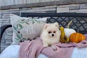 Naomi - Pomeranian for sale