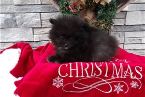 Sebb - Pomeranian for sale
