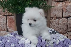 Lillian - Pomeranian for sale