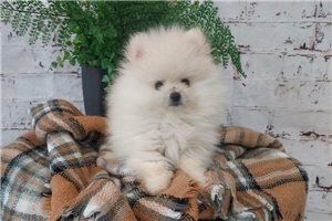 Lucky - Pomeranian for sale