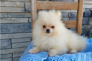 Porter - Pomeranian for sale