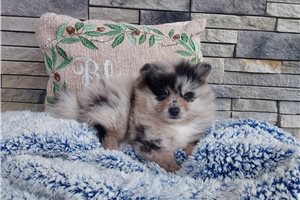 Nate - Pomeranian for sale