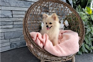 Pippy - Pomeranian for sale