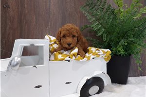 Lillian - Miniature Poodle for sale