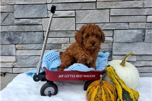Basil - Poodle, Miniature, placed in Bloomington