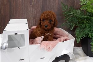 Lucy - Miniature Poodle for sale