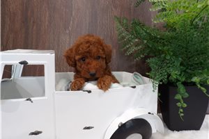 Lucia - Miniature Poodle for sale
