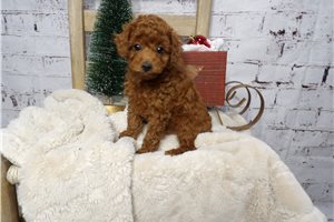 Addison - Poodle, Miniature for sale