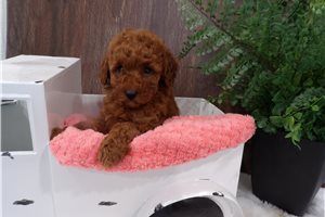 Lainey - Miniature Poodle for sale