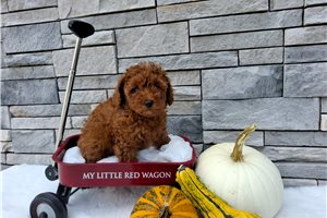 Brianna - Miniature Poodle for sale