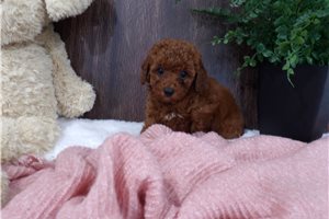 Lucy - Poodle, Miniature for sale