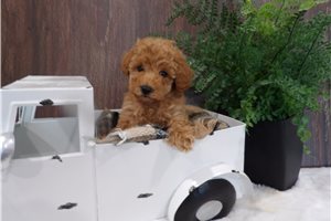Leilani - Miniature Poodle for sale