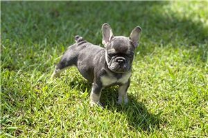Felicity - puppy for sale