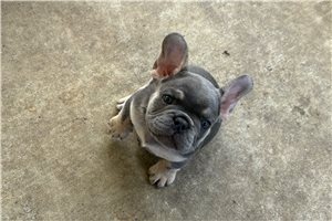 Flora - puppy for sale