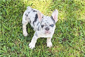 Frannie - puppy for sale