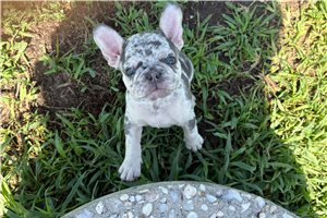 Fergie - French Bulldog for sale