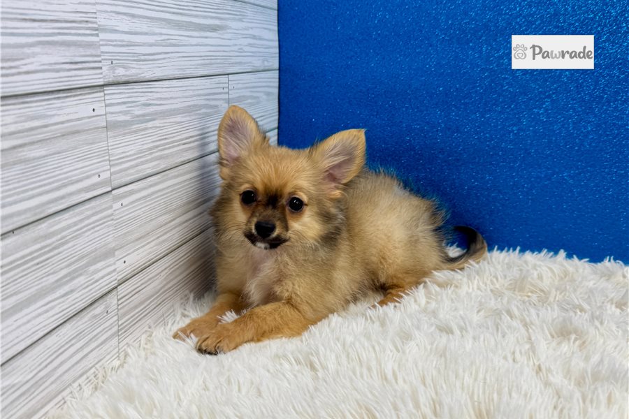 Clint - Chihuahua for sale