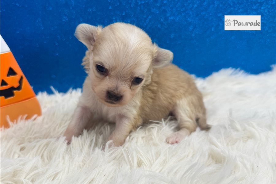 Rodrigo - Chihuahua for sale