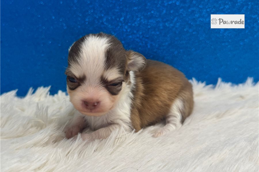 Rocky - Chihuahua for sale