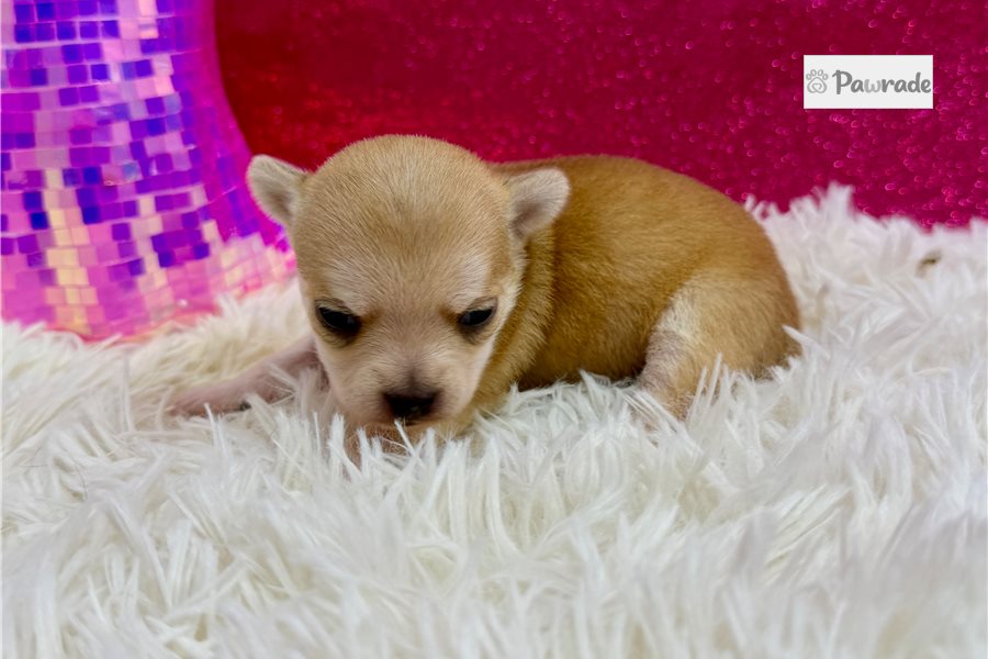 Rosebud - Chihuahua for sale
