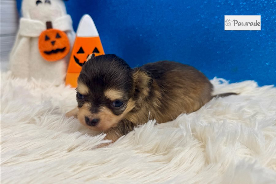 Rogelio - Chihuahua for sale