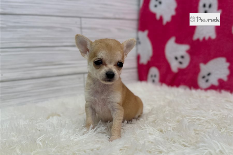 Rosebud - Chihuahua for sale