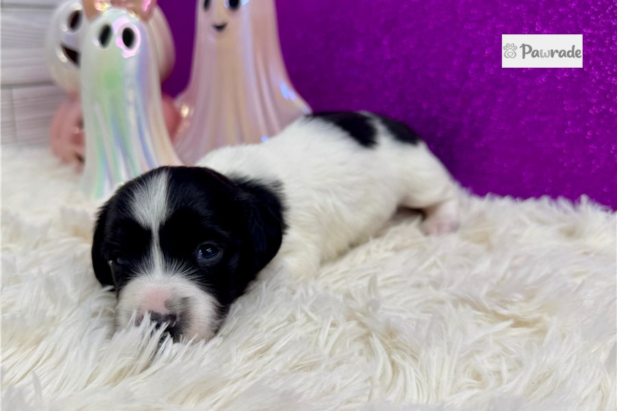 Precious - Mini Dachshund for sale