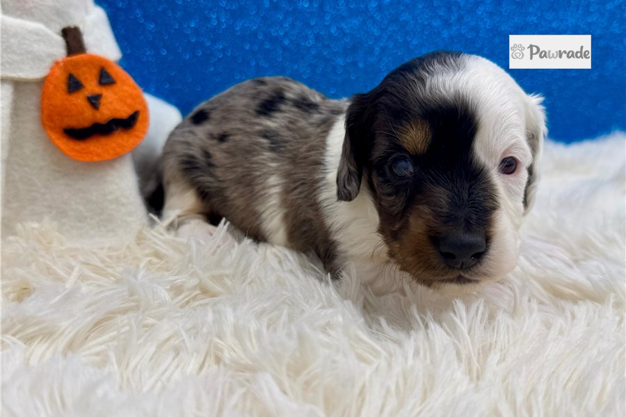 Remington - Mini Dachshund for sale