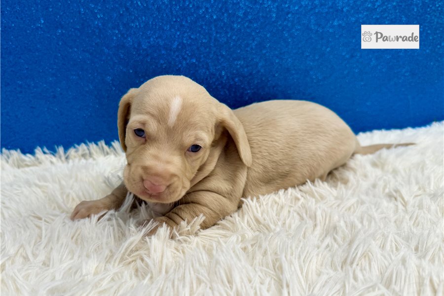 hudson - Mini Dachshund for sale