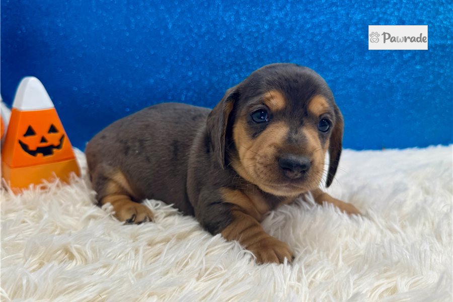 Tyler - Mini Dachshund for sale