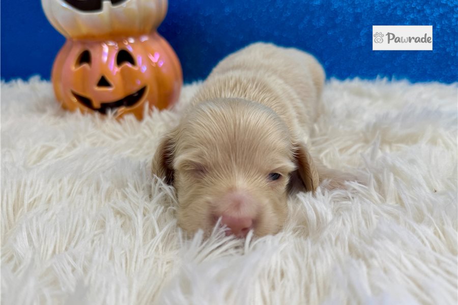 Cupid - Mini Dachshund for sale